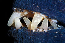 Detail photograph of the teeth of a Wolf fish (Anarhichas lupus). Gardur, south west Iceland, North Atlantic Ocean.