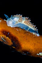 A nudibranch (Flabellina verrucosa) on kelp. Eyjafjordur, near Akureyri, northern Iceland. North Atlantic Ocean. There are also many small copepods (>1mm) on the kelp.