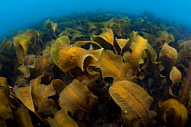 Forest of sugar kelp (Saccharina latissima) growing in shallow water in north east Iceland. North Atlantic Ocean.