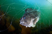 A female Lumpsucker (Cyclopterus lumpus) caught in a net. There is an active fishery for lumpsuckers in Iceland, as the eggs of the female are sold as caviar. Female lumpsuckers only visit shallow wat...
