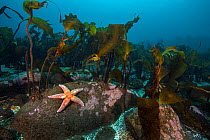 Starfish (Asterias rubens) below kelp in the typical scenery in Thorshofn Bay, north Iceland. North Atlantic Ocean.
