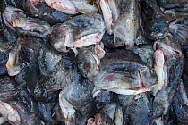 Female Lumpsuckers (Cyclopterus lumpus), already striped of their valuable eggs, which is sometimes known as Danish caviar, packed in ice at a fish processing plant. Husavik, Iceland.