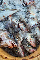 Whiting (Merlangius merlangus) packed in ice at a fish processing plant. Husavik, Iceland.
