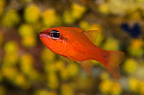 Red cardinalfish (Apogon imberbis) in front of Yellow parazoanthus (Parazoanthus axinellae), in the Marine Protected Area of Portofino (Area Marina Protetta, Portofino), Liguria, Italy. Mediterranean...
