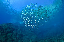 A school of sea bream (Sarpa salpa) swimming in open water within the Marine Protected Area of Portofino (Area Marina Protetta, Portofino), Liguria, Italy. Mediterranean Sea.