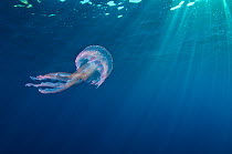 RF- Small jellyfish (Pelagia noctiluca) swimming beneath surface. Marine Protected Area of Portofino (Area Marina Protetta, Portofino), Liguria, Italy. Mediterranean Sea. (This image may be licensed e...