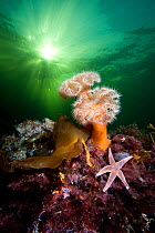 Plumose anemones (Metridium senile) and common starfish (Asterias rubens) beneath the sun in a Norwegian Fjord. Gulen, Bergen, Norway. North East Atlantic Ocean.