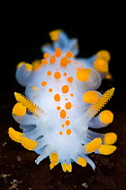 A portrait of a nudibranch ( Limacia clavigera) searching for food on algae. Gulen, Norway. North East Atlantic Ocean.
