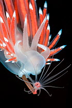 A nudibranch (Flabellina nobilis) feeding on a solitary hydroid (Tubularia indivisa), note how the hydroid is bent back as it is pulled into the nudibranch's mouth. Gulen, Bergen, Norway. North East A...
