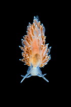 A nudibranch (Eubranchus pallidus) taken in the field aquarium, , Gulen, Norway. North East Atlantic.