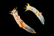 A pair of nudibranchs (Polycera quadrilineata) photographed in the field aquarium. Composite image.