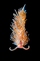 RF- Nudibranch (Facelina bostoniensis) in field aquarium. Gulen, Norway. North East Atlantic Ocean. (This image may be licensed either as rights managed or royalty free.)