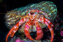 Hermit crab (Dardanus calidus) with hermit crab anemone's (Calliactis parasitica) attached to its shell. This anemone lives exclusively on the shells of hermit crabs. Tavolara Marine Protected Area, O...