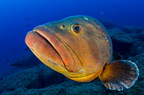 RF-  Portrait of large dusky grouper (Epinephelus marginatus). Lavezzi Islands, between Sardinia and Corsica in the Mediterranean Sea. (This image may be licensed either as rights managed or royalty f...