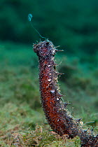 A male sea cucumber (Holothuria tubulosa) rears up from the seabed and releases a stream of sperm. Spawning of this species has been reported to be synchronised with lunar phases, however this photo w...