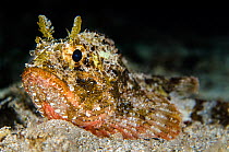Scorpionfish (Scorpaena porcus) lies motionless on the seabed at night. Capo Galera, Alghero, Sardinia, Italy. Mediterranean Sea.