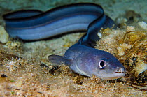 Conger eel (Conger conger) moves across the open seabed at night. Capo Galera, Alghero, Sardinia, Italy. Mediterranean Sea.