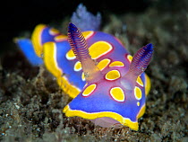 RF- Nudibranch (Chromodoris luteorosea) crawls across the seabed searching for food. Punto Saline, Olbia, Sardinia, Italy. Tyrrhenian Sea, Mediterranean Sea. (This image may be licensed either as righ...