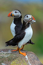 Atlantic puffins (Fratercula arctica) perched on a rock, one has a beak filled with sand eels (Ammodytes marinus). Farne Islands, Northumberland, England, UK. North Sea.