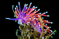 Aeolid nudibranch (Flabellina pedata) feeding on its prey of hydroids. This species cannot only eat the stinging hydroids without getting stung, but the stinging nematocysts of the hydoid pass through...
