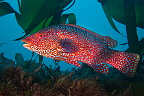 A portrait of a male Ballan wrasse (Labrus bergylta), showing his bright mating colours. Plymouth, Devon, England, Great Britain. Wreck of the Glen Strathallan, Plymouth Sound, English Channel. Highly...