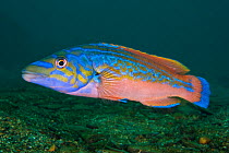 A portrait of a male Cuckoo wrasse (Labrus mixtus), showing his bright mating colours. Plymouth, Devon, England, Great Britain. Wreck of the Glen Strathallan, Plymouth Sound, English Channel.