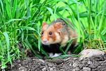 Common hamster (Cricetus cricetus), Alsace, France, May, captive