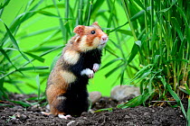 Common hamster (Cricetus cricetus) standing on hind legs, Alsace, France, May, captive