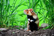 Common hamster (Cricetus cricetus) standing on hind legs, Alsace, France, April, captive