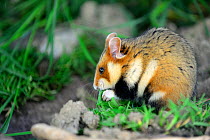 Common hamster feeding (Cricetus cricetus) Alsace, France, April, captive