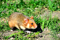 Common hamster (Cricetus cricetus), foraging in a field, Alsace, France, April, captive