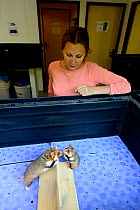 Celine Boulade, ethologist and keeper looking after a male and female Common hamster (Cricetus cricetus) as they interact during the breeding season, Association 'Sauvegarde Faune Sauvage d'Alsace' (P...