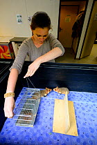 Celine Boulade, ethologist and keeper introducing Common hamsters (Cricetus cricetus) during the breeding season, into a neutral enclosure. Association 'Sauvegarde Faune Sauvage d'Alsace' (Preserving...