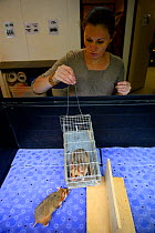 Celine Boulade, ethologist and keeper introducing Common hamsters (Cricetus cricetus) during the breeding season, into a neutral enclosure. Association 'Sauvegarde Faune Sauvage d'Alsace' (Preserving...
