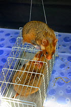 Couple of common hamster (Cricetus cricetus) interacting during breeding season in a captive breeding program, at the Association 'Sauvegarde Faune Sauvage d'Alsace' (Preserving the wildlife of Alsace...