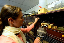 Celine Boulade, ethologist and keeper catching a Common hamster (Cricetus cricetus) with a strainer, during the breeding season,  Association 'Sauvegarde Faune Sauvage d'Alsace' (Preserving the wildli...