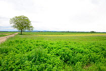 Alfalfa or lucerne field (Medicago sativa), afavorite habitat of common hamster (Cricetus cricetus), Alsace, France, May 2013