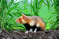 Common hamster (Cricetus cricetus), Alsace, France, May, captive