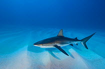 RF- Caribbean reef shark (Carcharhinus perezi) over sand ripples. Walkers Cay, Bahamas. Tropical West Atlantic Ocean. (This image may be licensed either as rights managed or royalty free.)