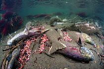 Group of dead Sockeye salmon (Oncorhynchus nerka) and eggs in their spawning river. Salmon die after spawning, but the nutrient boost provided by the decaying bodies, powers the food chain that ultima...