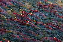 Sockeye salmon (Oncorhynchus nerka) in their spawning river. Adams River, British Columbia, Canada, October.