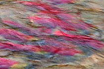 An abstract photograph of Sockeye salmon (Oncorhynchus nerka) in their spawning river. Adams River, British Columbia, Canada, October.
