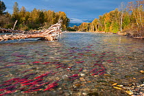 Sockeye salmon (Oncorhynchus nerka) migrating upstream in their spawning river. Adams River, British Columbia, Canada, October.