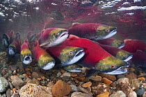 Group of Sockeye salmon (Oncorhynchus nerka) fight their way upstream as they migrate back to the river of their birth to spawn. Adams River, British Columbia, Canada, October.