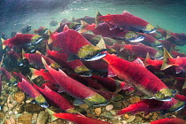 Group of Sockeye salmon (Oncorhynchus nerka) swimming upstream as they migrate back to the river of their birth to spawn. Adams River, British Columbia, Canada, October.