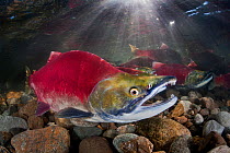 Group of Sockeye salmon (Oncorhynchus nerka) in their spawning river. Male in foreground. Adams River, British Columbia, Canada, October.