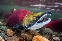 Male Sockeye salmon (Oncorhynchus nerka), with his characteristic hooked jaw, in spawning river. Adams River, British Columbia, Canada, October.