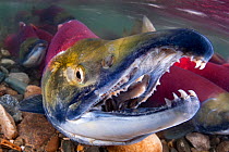Portrait of Male Sockeye salmon (Oncorhynchus nerka) showing teeth. Adams River, British Columbia, Canada, October.