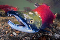 Male Sockeye salmon (Oncorhynchus nerka) on his redd (nest). The female is behind the male, shown here with his characteristic hooked jaw. Adams River, British Columbia, Canada, October.