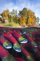 A split level photo of group of Sockeye salmon (Oncorhynchus nerka) fighting their way upstream as they migrate back to the river of their birth to spawn, trees showing autumnal colours. Adams River,...